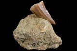 Mosasaurus Tooth In Rock - Morocco #70469-1